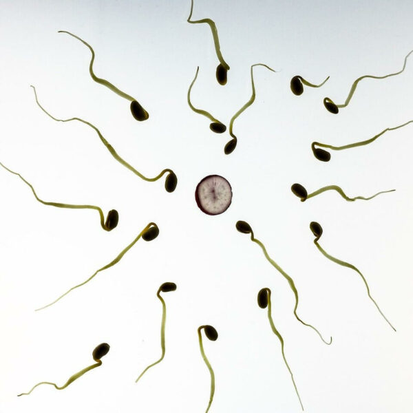 Spermamenge erhöhen – So klappt es!